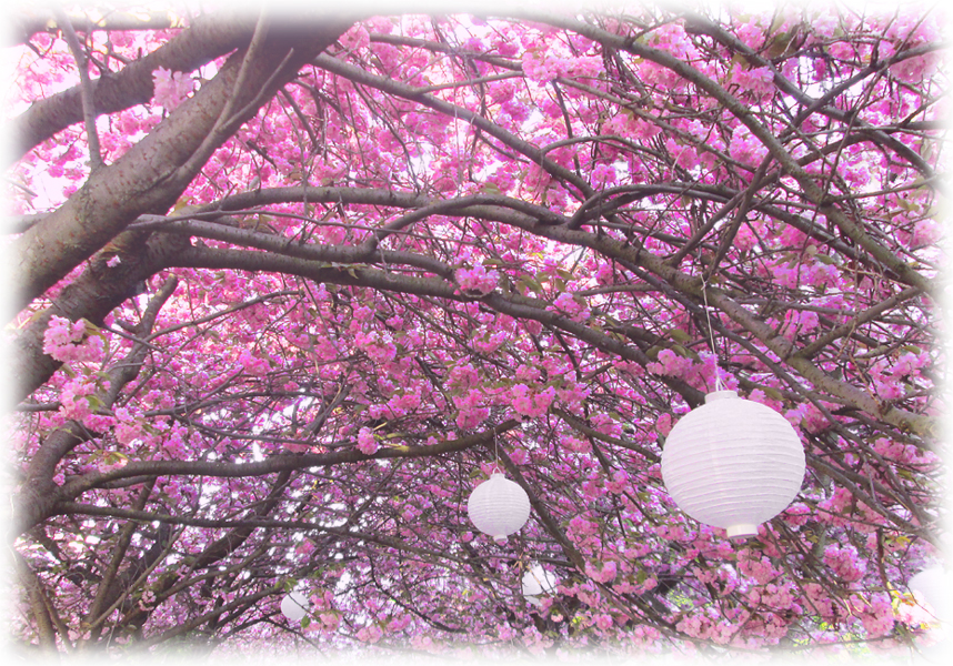 The memory of hanami.