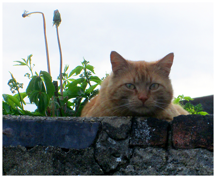 Ginger friend