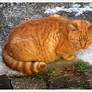 A tomcat - Atom cat