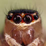 The Jumping Spiders Portrait