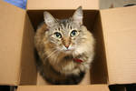 Vincent in Box by turnerstokens