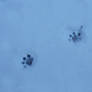 Kitty Paw Prints