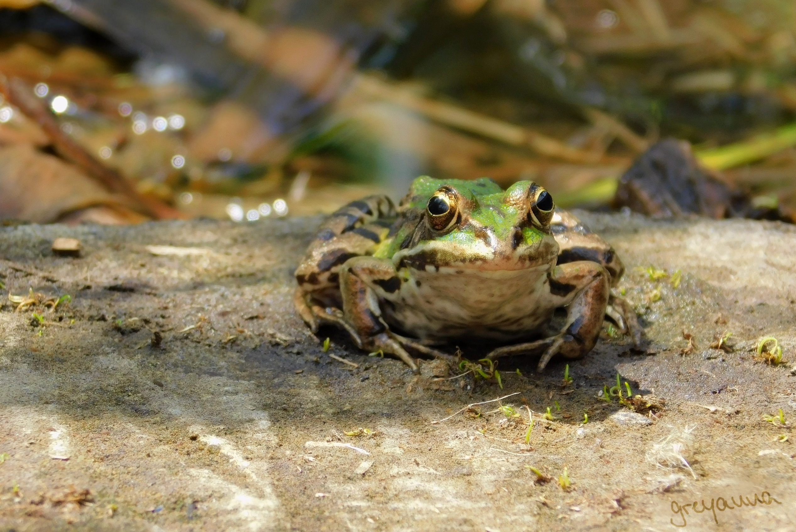 Groggry groggy froggy by greyanna on DeviantArt