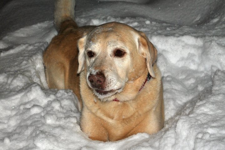 Snow Dog