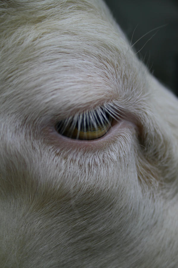Sheep. by Lichtelfe on DeviantArt