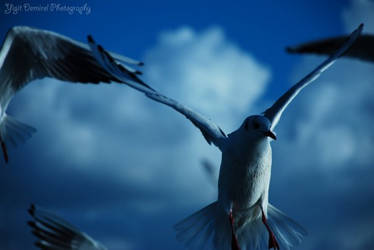 Seagull and Mosque-2