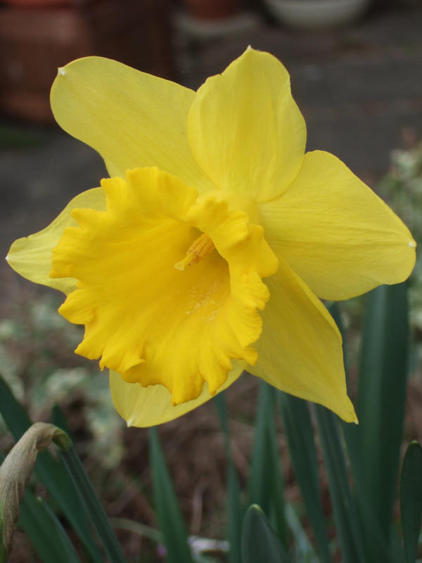 Daffodil 3