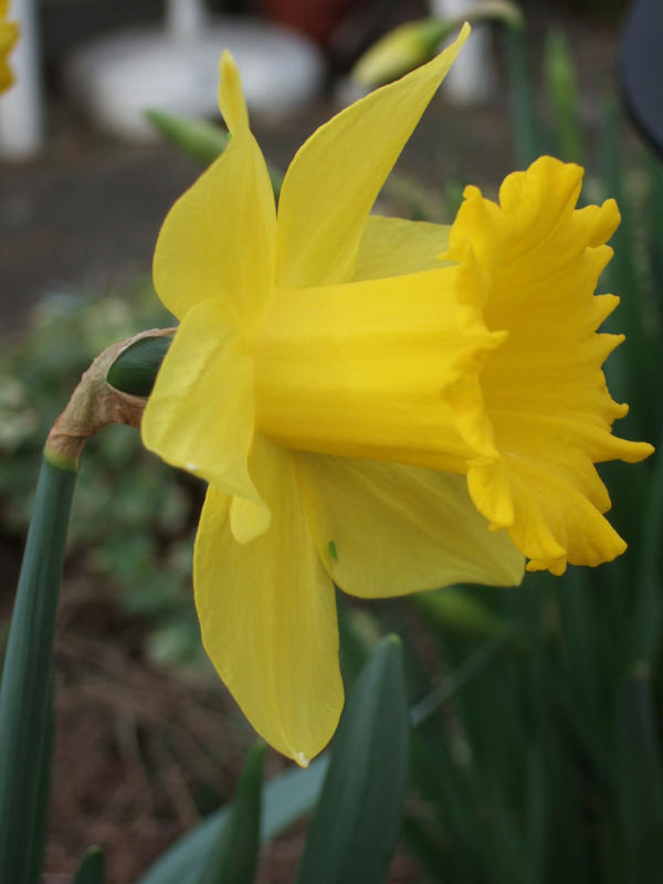 Daffodil 4