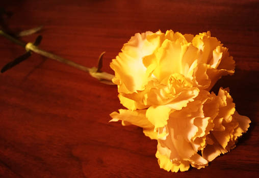 A Sunny Carnation