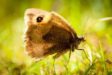 Butterfly on grass