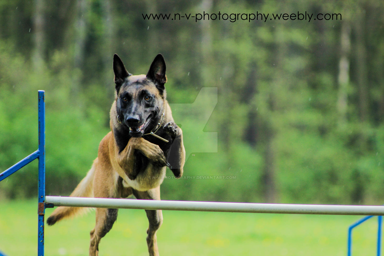Chien De Berger Belge Malinois By N V Photography On Deviantart Chien De Berger Belge Malinois By N V Photography On Deviantart