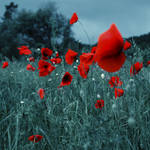 Poppies by Bomb-Creator