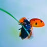 Fly away, ladybug