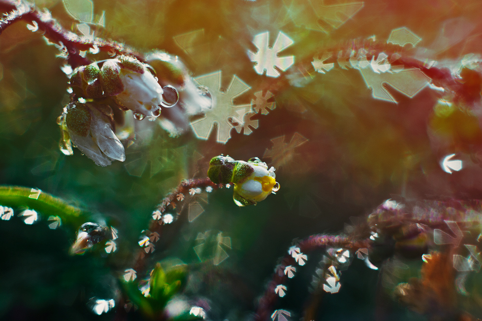 Water drops and flowers