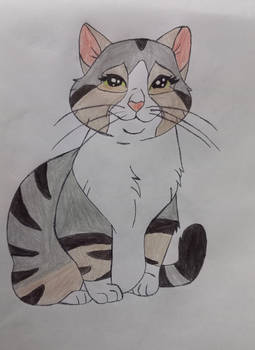 Cat Sad Eyes