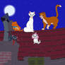 Cat Evening