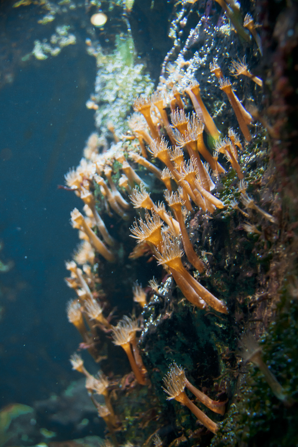 Underwater landscape