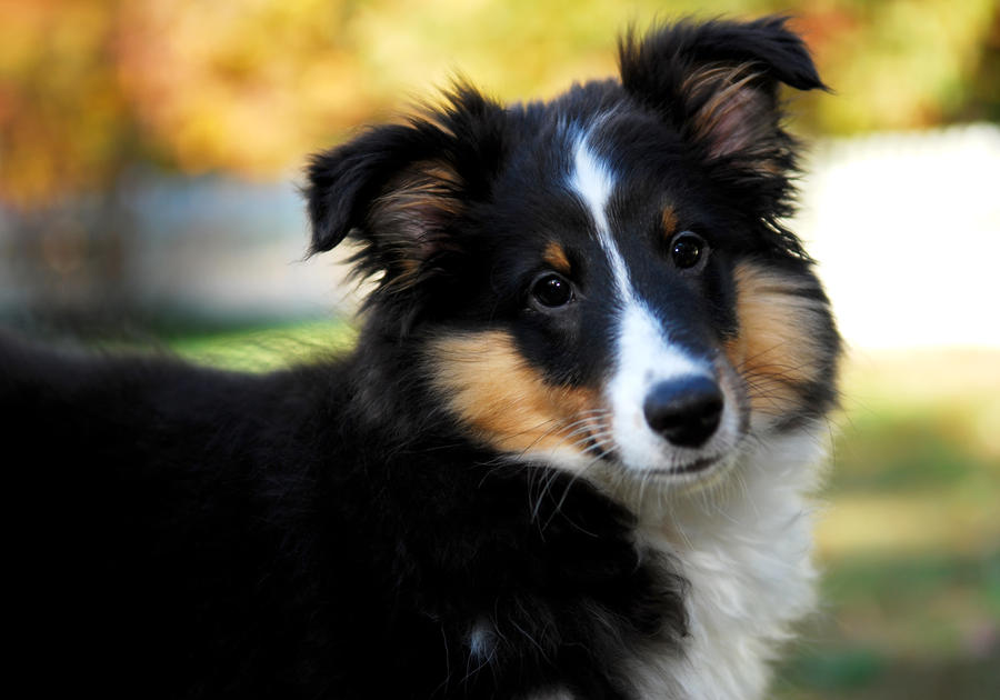 Puppy in the Fall