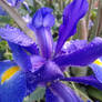 Good Morning Iris Dew