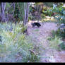 Brigit Investigates Bamboo