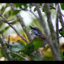 Superb Fairy Wren