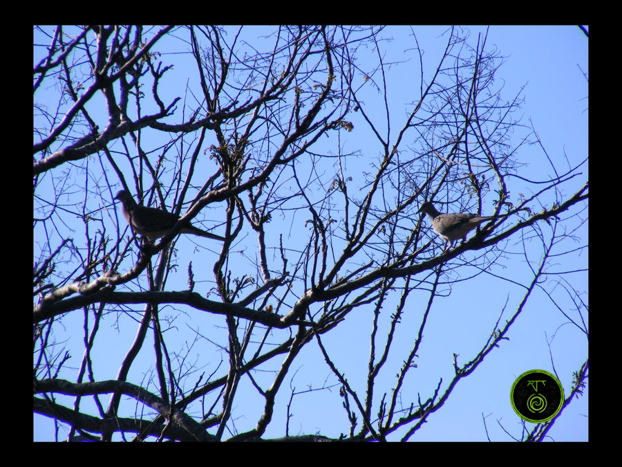 Spotted Turtledoves