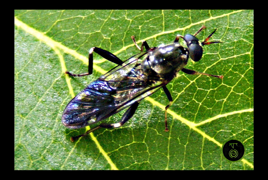 Rien Insect Insect 2 by Ranger-Roger-Reserve on DeviantArt