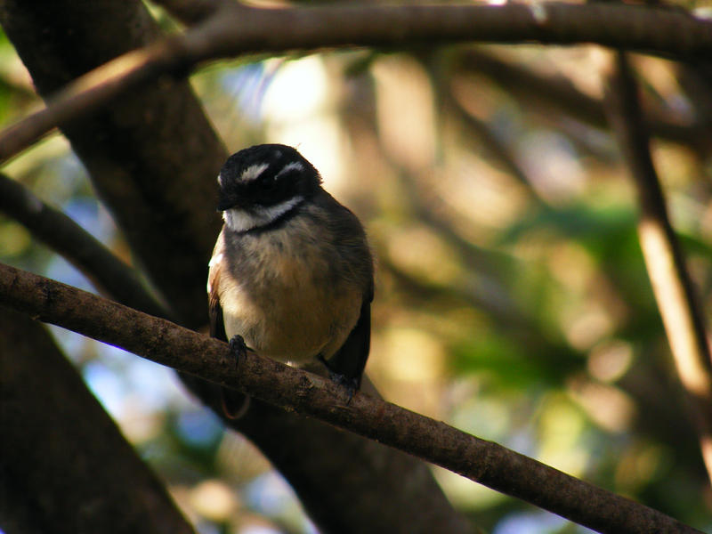 Grey Fantail