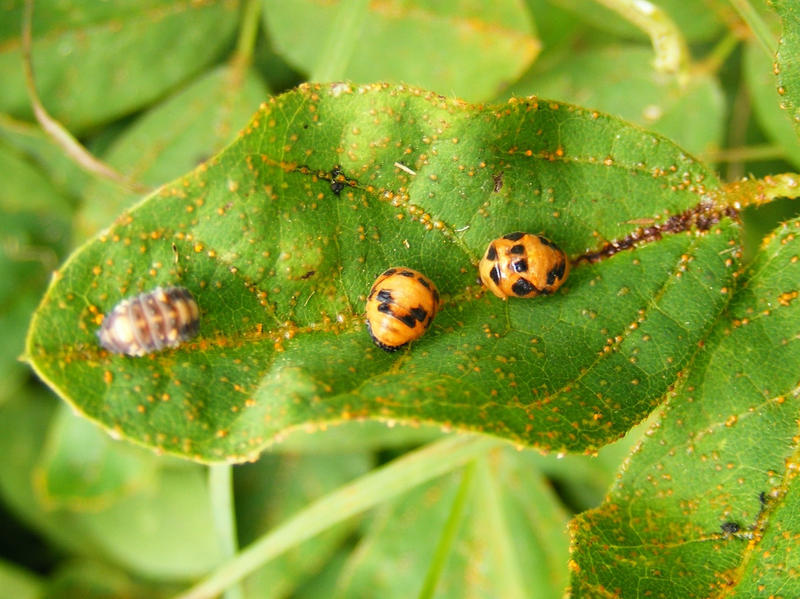 Ladybird pupae and larvae by Ranger-Roger-Reserve on DeviantArt