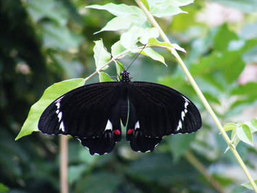 Male Papilio aegeus