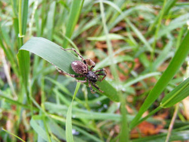 White Tailed Spider