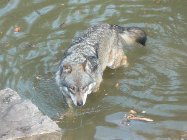 Wolves Bath The wolf's bath by hecatehell on DeviantArt