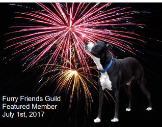 Furry Friends Guild Featured Member July 1st, 2017