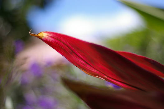 Red Leaf