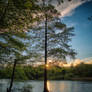 Tree on the peninsula