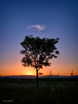 Tree with cloud halo