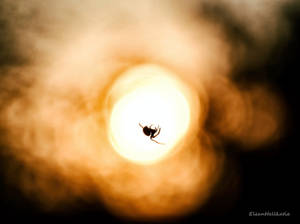 Spider and sunset