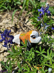 Lupine Meadow