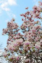 Spring Magnolia