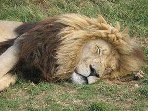 The Lion Sleeps