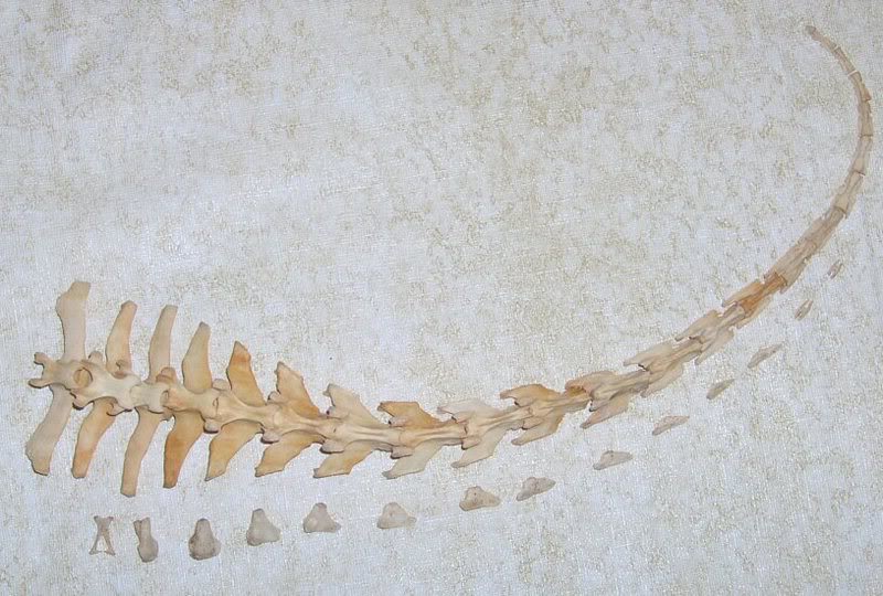 armadillo skeleton