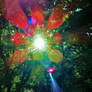 Tranquility 6