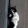 Curious Kitty