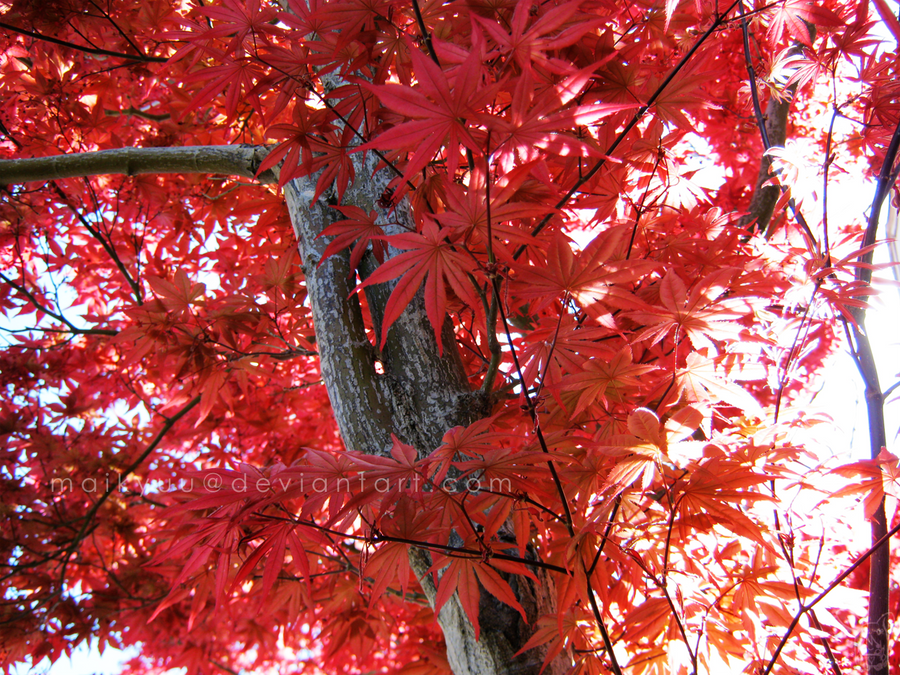 : Fire Maple :