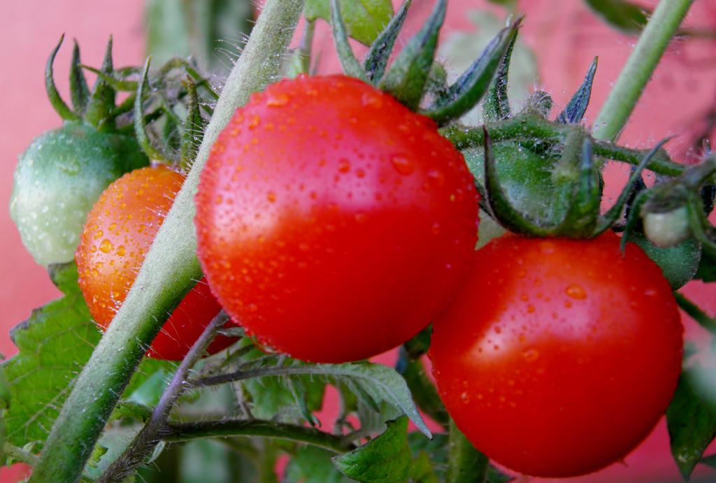 Cherry Tomatoes