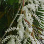 Washingtonia Palm Flower