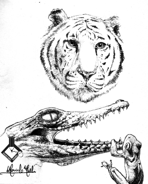 tiger, crocodile, little toad