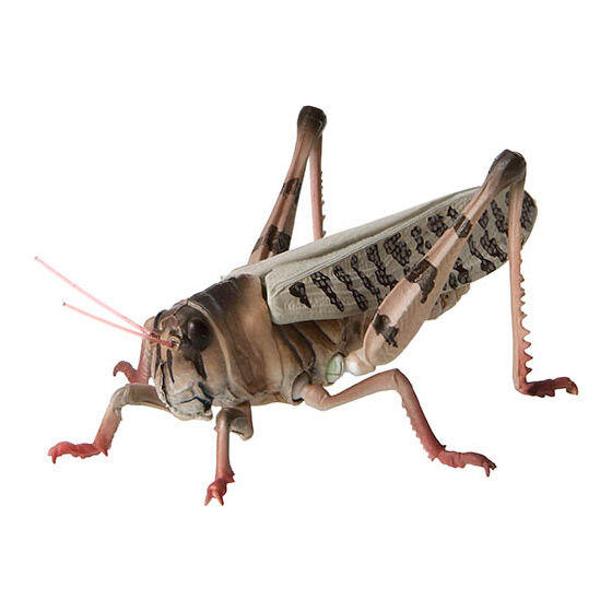 Migratory Locust by bigmonsterdark on DeviantArt