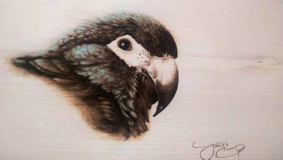 Hans Macaw - Pyrography on Basswood