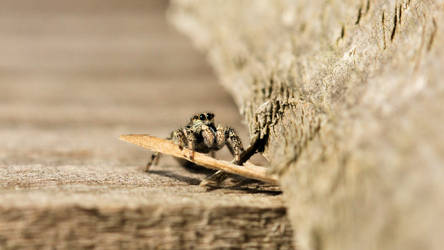 Zebra (Jumping) Spider